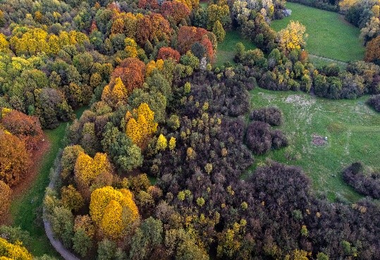 Bosco delle Querce